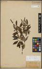 Foto von Salix alba L. x Salix fragilis L.